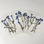 Real Pressed Forget Me Not Bookmark