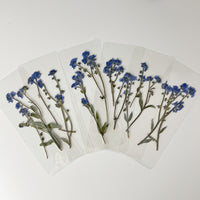 Real Pressed Forget Me Not Bookmark