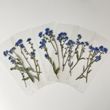 Real Pressed Forget Me Not Bookmark