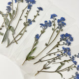 Real Pressed Forget Me Not Bookmark